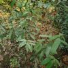 তেছ পাতা - Image 2