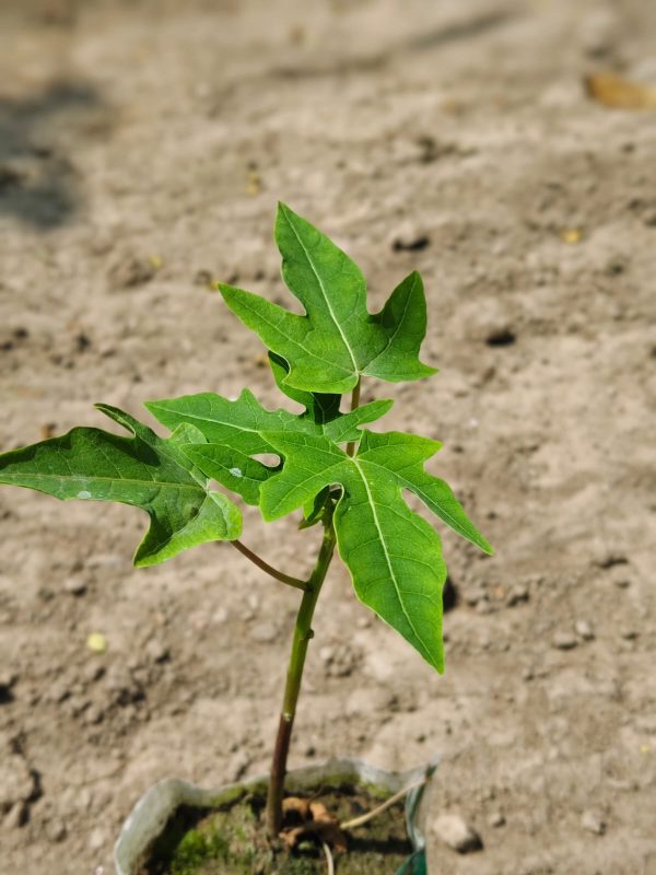 পেঁপে গাছ