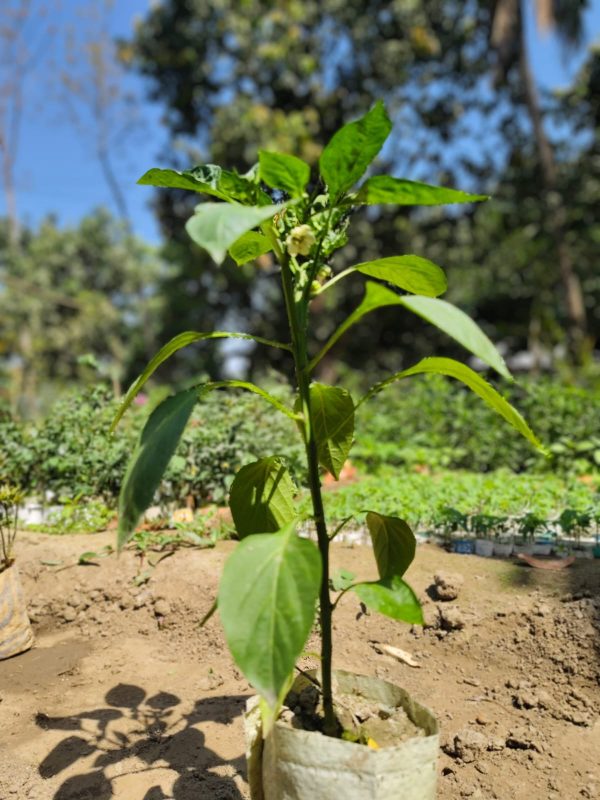 ক্যাপসিকাম ঝাল গাছ