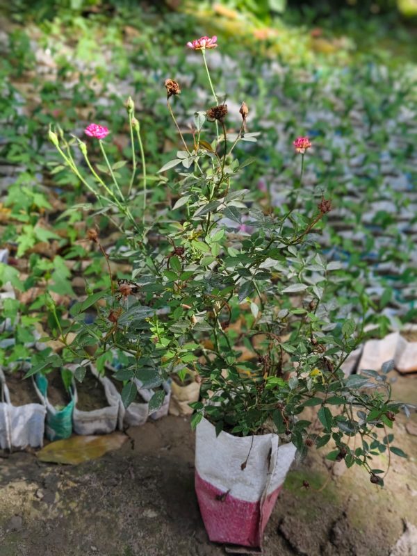 দেশি গোলাপ 🥀